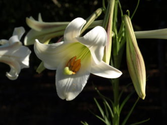 Choose an Easter lily plant that has one or two partially open flowers and three or more unopened buds so the plant will have a longer blooming time.