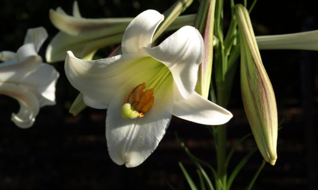 Easter Lily