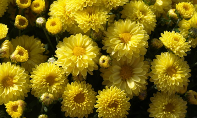 Chrysanthemums are popular for fall displays. The ‘Viviana Yellow’ Belgian Mum® (Chrysanthemum x morifolium Belgian Mum® ‘Viviana Yellow’) has bright yellow flowers. Barbara H. Smith, ©2015 HGIC, Clemson Extension
