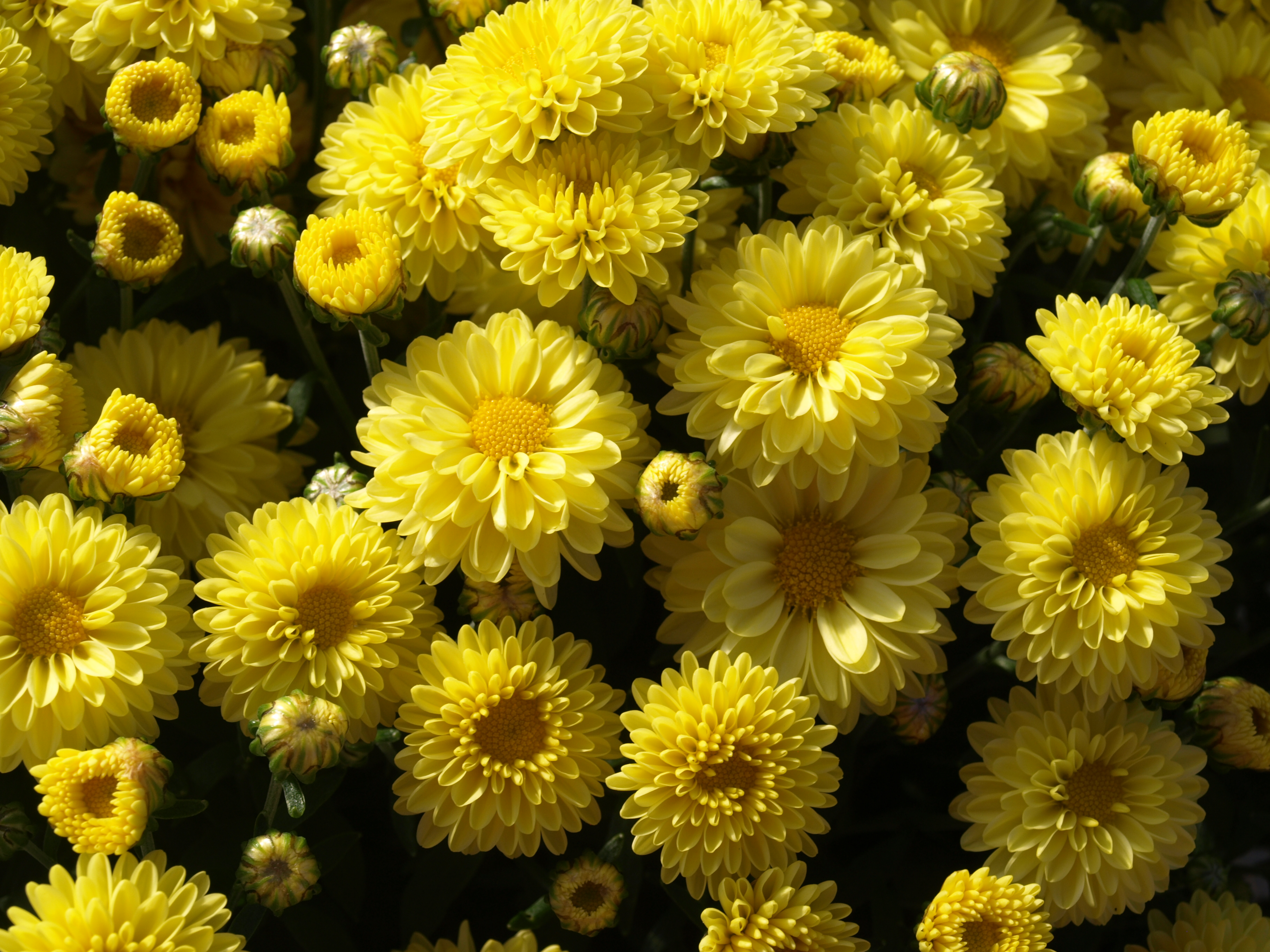Chrysanthemum | Home & Garden Information Center