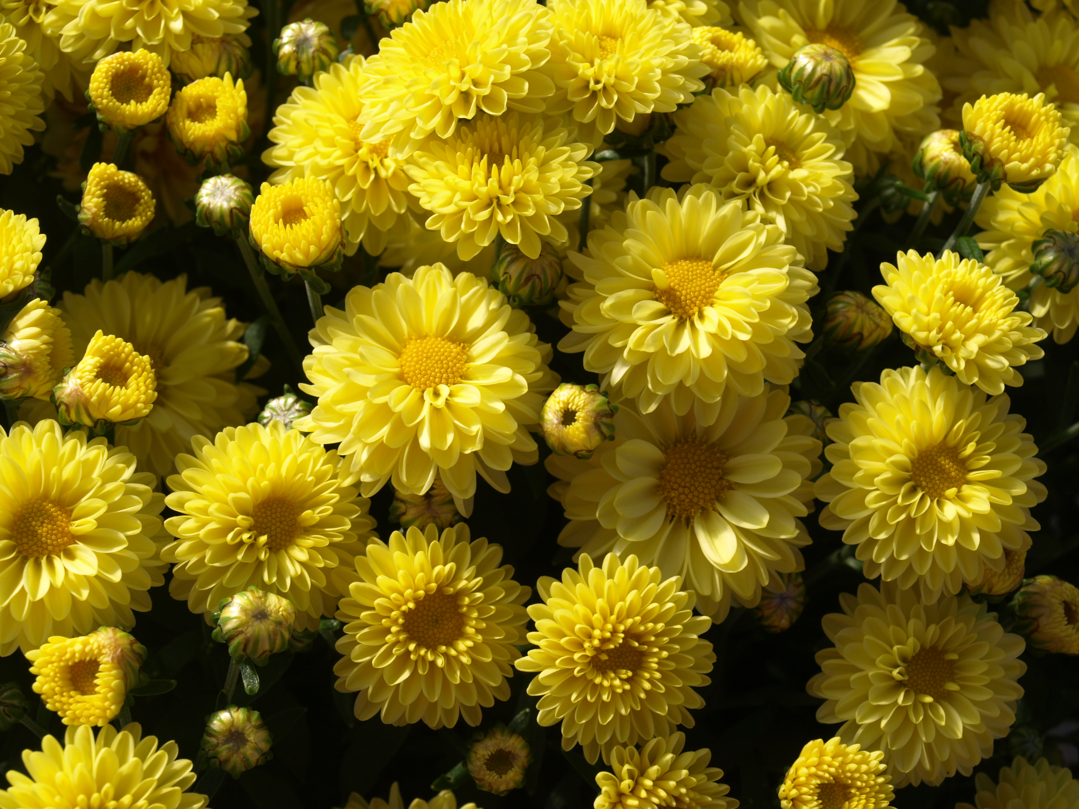 Chrysanthemum Sienna Bronze (Mum, Spectacular Cushion Style Chrysanthemum)