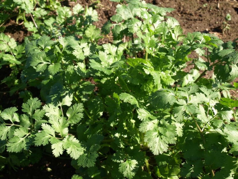 Cilantro (Coriandrum sativum) is an annual herb grown for its leaves and seeds.