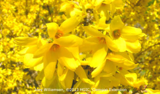 Close-up of Forsythia x intermedia ‘Karl Sax’ with golden yellow flowers and distinctive orange throat.