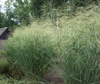Cloud Nine Switchgrass (Panicum virgatum 'Cloud Nine') has light blue foliage and blooms in late summer.