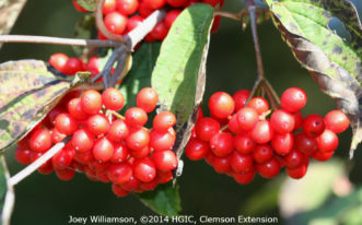 Cluter of bright red, ½-inch long fruit of tea viburnum (Viburnum setigerum) in November.