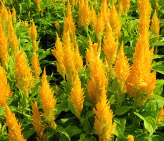Cockscomb (Celosia argentea 'Fresh Look Gold').