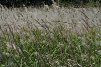Cogongrass (Imperata cylindrical) is one of the ten worst weeds in the world. 