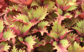 Coleus 'Henna' (Plectranthus 'Henna').