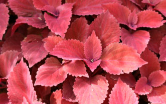 Coleus 'Redhead' (Plectranthus 'Redhead').