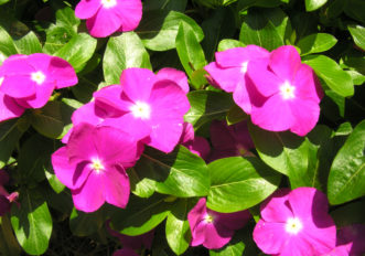Annual Vinca (Catharanthus roseus 'Cobra Purple Eye')