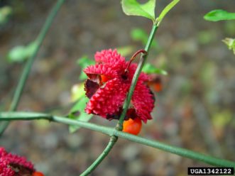 Colorful fruit of American euonymus