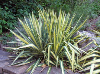 ‘Colour Guard’ yucca