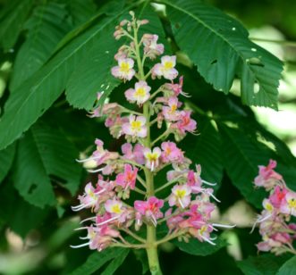 Common horsechestnut (Aesculus hippocastanum) flower panicle during mid-April. Flowers are white with varying amounts of pink and a yellow blotch.