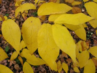 Common sweetshrub (Calycanthus floridus) revealing intense yellow xanthophyll pigments.