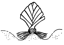 Correct way to plant iris with the rhizome high in the soil, and the roots well-anchored