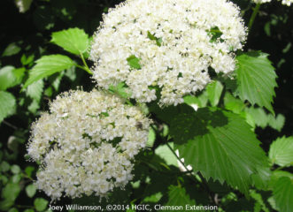 Cream-colored flowers of arrowwood viburnum (Viburnum dentatum) are held in 4-inch wide cymes during early May.