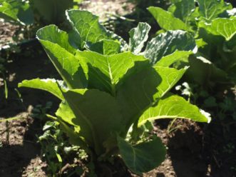 Defender lettuce is a romaine type that has dark green leaves.