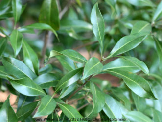 Devilwood (Osmanthus americanus) foliage.