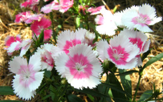 Dianthus (Dianthus 'Dulce White to Pink').