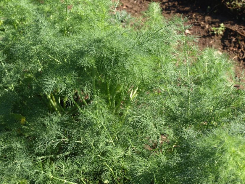 Dill (Anethum graveolens) is easily grown from seed and is an important food source for swallowtail butterfly larvae.