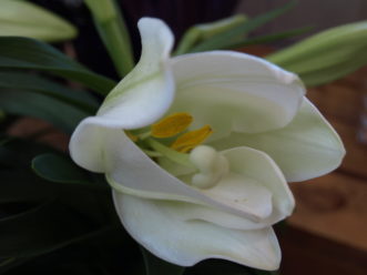Easter lilies should be planted outside in the garden after the temperatures get warmer.