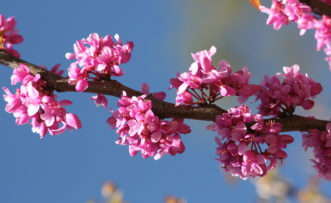 Eastern redbud flowers (Cercis canadensis).