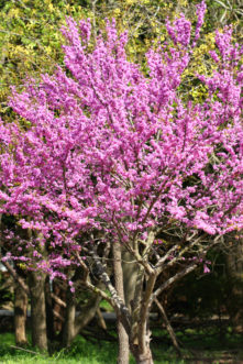 Eastern redbud tree (Cercis canadensis)
