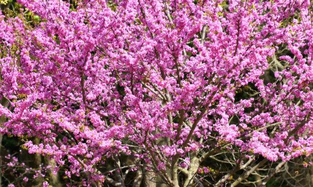 Redbud