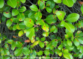 Entomosporium leaf spot on Indian hawthorn (Raphiolepis species).