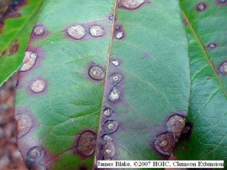 Entomosporium leaf spot on photinia
