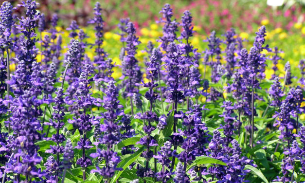 Salvia