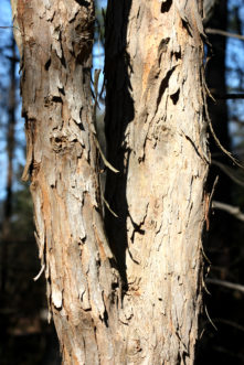 Exfoliating bark of trident maple (Acer buergeranum).