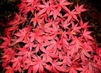 Fall color of Japanese maple (Acer palmatum) leaves.