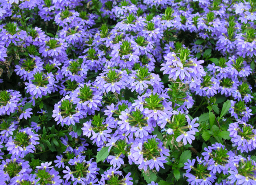 Fan Flower (Scaevola aemula 'Blue Wonder').