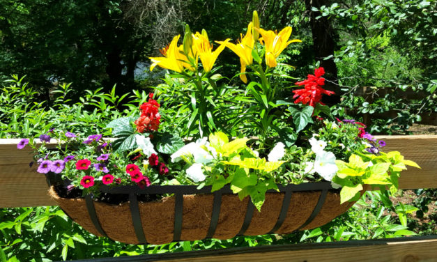 Hanging Baskets and Window Boxes