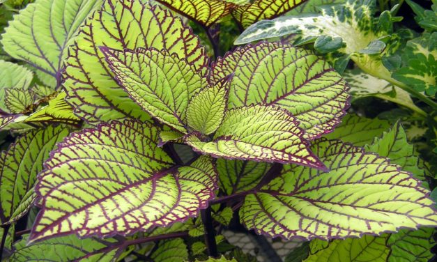 Coleus