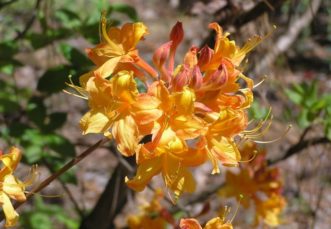 Flame azalea (Rhododendron calendulaceum).