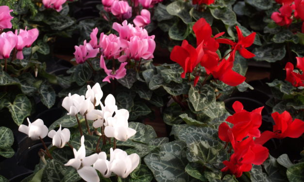 Florist Cyclamen