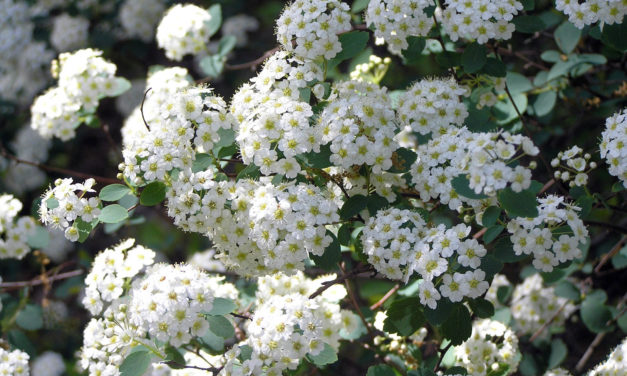Spirea
