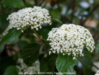 Flower clusters with small, white fragrant blooms of Japanese viburnum (Viburnum japonicum) in April.