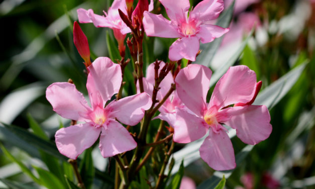 Oleander