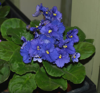 Flowers may last three to six weeks under good growing conditions. 