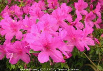 ‘Formosa’ Southern Indica azalea with large magenta flowers.