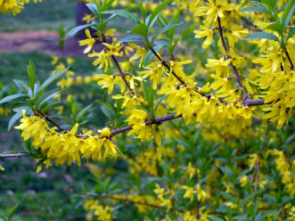 Forsythia flowers first appear in late February or early March.