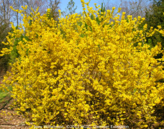 Forsythia x intermedia ‘Karl Sax’ blooming in spring with golden-yellow flowers.