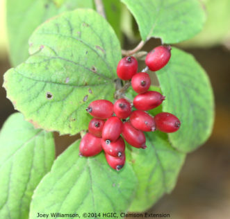 Fruit of bitchui viburnum (Viburnum bitchiuense) change from red to black at maturity. Fruit is produced sparsely.
