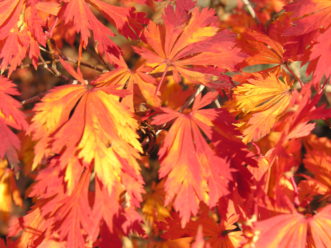 Fullmoon maple (Acer japonicum) fall color.