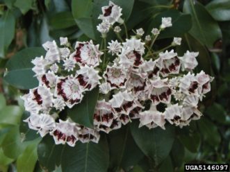 ‘Fuscata’ mountain laurel flowers