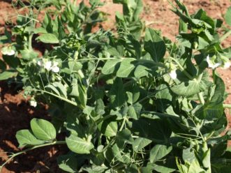 Garden peas (Pisum sativum) are cool-season crops.
