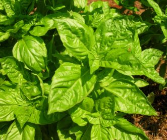Genovese basil (Ocimum basilicum ´Genovese´) is a large-leafed Italian type of basil used in making pesto.